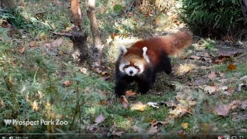 Parecen mapaches y zorros, pero son osos