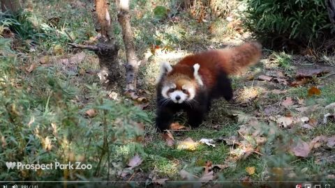 Parecen mapaches y zorros, pero son osos