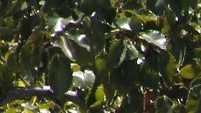 Unas 60 mil personas viven en las calles de Los Ángeles.