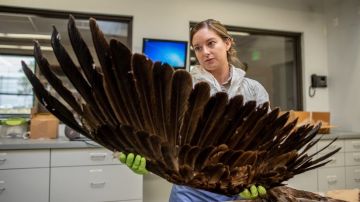 La especialista Laura Mallory examina la envergadura de un águila real.