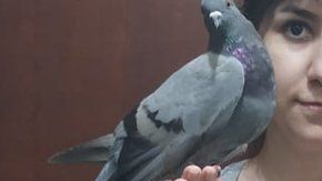 "Fui maldecida, llamada cerda. Me dio miedo esta reacción'', dice Anna Carolina, sobre los comentarios a su publicación sobre la paloma rescatada.