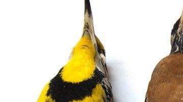 Investigaron más de 70 mil aves de 52 especies de aves migratorias.