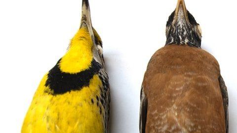 Investigaron más de 70 mil aves de 52 especies de aves migratorias.
