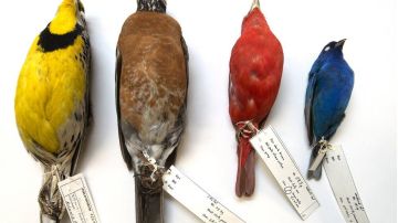 Investigaron más de 70 mil aves de 52 especies de aves migratorias.