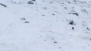 Al menos 56 osos han bajado hasta las cercanías del poblado.