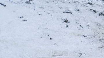 Al menos 56 osos han bajado hasta las cercanías del poblado.