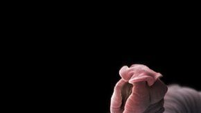 Aunque la mayoría de los protozoos y los helmintos son, por lo general, no patógenos, algunos sí pueden producir enfermedades graves en los seres humanos.