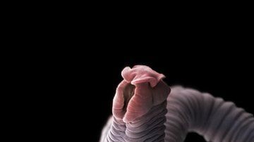 Aunque la mayoría de los protozoos y los helmintos son, por lo general, no patógenos, algunos sí pueden producir enfermedades graves en los seres humanos.