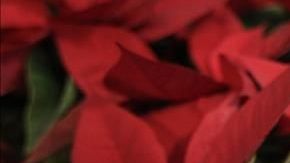 Los romeritos son un guisado popular navideño originario de la región central de México.