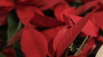 Los romeritos son un guisado popular navideño originario de la región central de México.