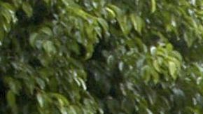 Ingrid Coronado y Fernando del Solar.