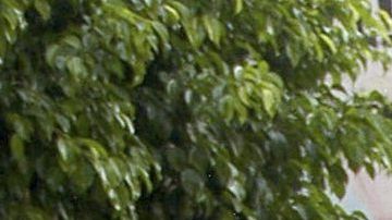 Ingrid Coronado y Fernando del Solar.