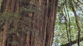 Secoyas en California.