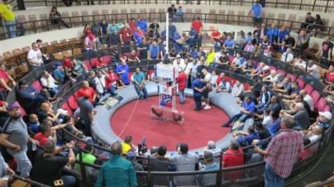 Peleas de gallos en Puerto Rico