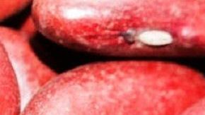 El consumo de soja roja esta altamente recomendado para dietas veganas y para deportistas.