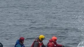 Momento en que la ballena jorobada es liberada.