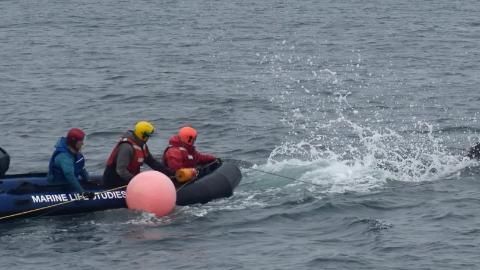 Momento en que la ballena jorobada es liberada.