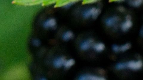 Moras.