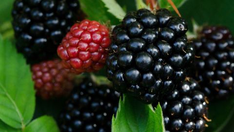 Moras.