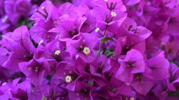 Flor de bugambilia color púrpura / rosa