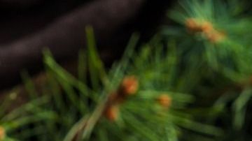 sidra manzana caliente