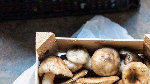 Mushroom flea market of Cardona in Catalonia, Spain