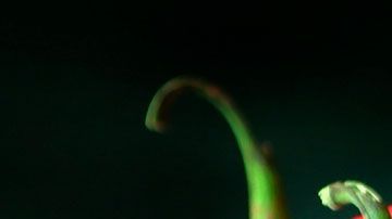 Los chiles se destacan por sus grandes propiedades antiinflamatorias y es un buen aliado para bajar de peso.