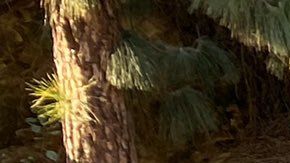 El propio jefe de la policía angelina se prestó para probar la herramienta.