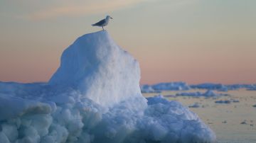 Temperaturas más cálidas han tenido un efecto en los glaciares en Groenlandia.