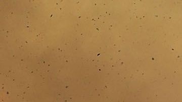 El carbón negro o el polvo pueden aumentar el derretimiento anual en los glaciares.