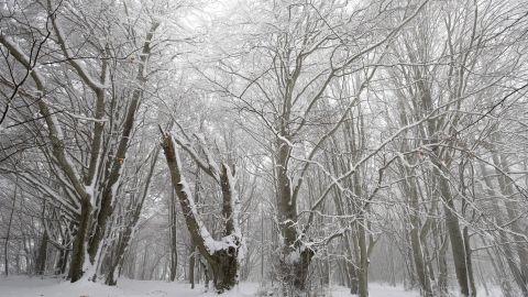 Las temperaturas pueden ser de hasta -40 grados Fahrenheit en otoño.