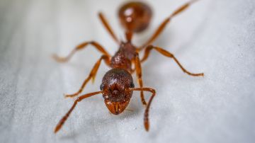 Si encuentra una hormiga, es seguro que tendrá toda una colonia cerca.