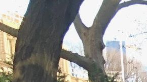 Luchiana Owens, miembro del sindicato 32BJ y el concejal Mark Levine antes de la audiencia./Cortesía