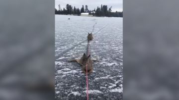 Con una cuerda consiguió sacar a los ciervos del hielo.