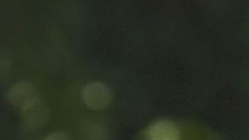 El rebaño quiere jugadores de experiencia.