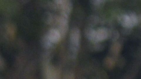 Los jugadores subieron el video a redes sociales.