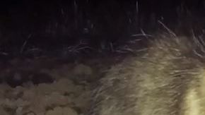 La zarigüeya trató de morder a la víctima.