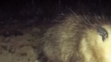 La zarigüeya trató de morder a la víctima.