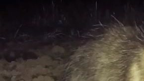 La zarigüeya trató de morder a la víctima.