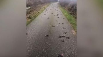 Aparecen 300 aves muertas en Gales.