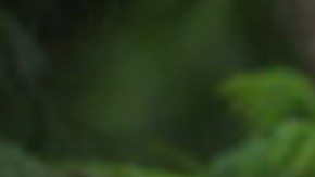 Patty Perry y sus tigres.