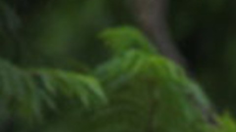 Patty Perry y sus tigres.