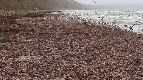 Peces pene en la costa de California.