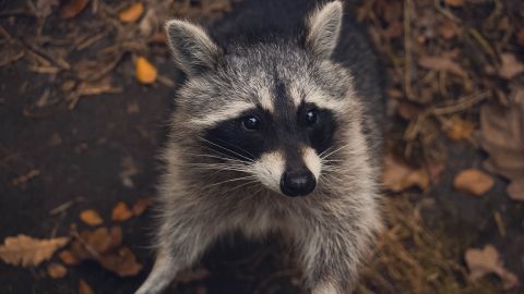 El mapache trató de morder a la víctima.