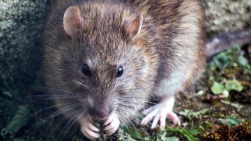 Las ratas y ratones pueden convertirse en toda una plaga indeseable por su rápida reproducción.