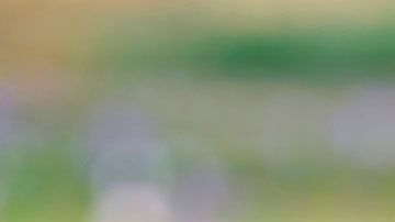 También creó un sitio web para informar a la gente sobre su búsqueda.