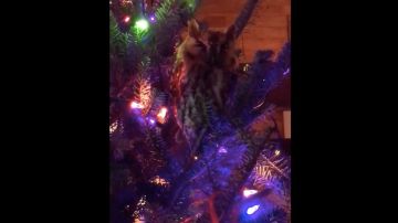 Un búho el árbol de Navidad.