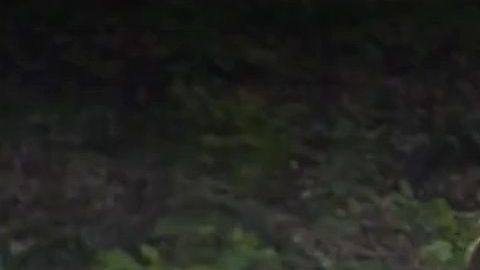 El gran árbol no dio tiempo a nada antes de caer sobre la mujer.