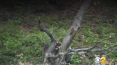 El gran árbol no dio tiempo a nada antes de caer sobre la mujer.