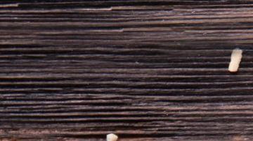 shutterstock_1072276952